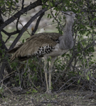 Kori Bustard