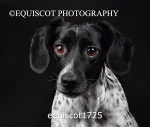equiscot1725