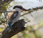 Striped Kingfisher portfolio