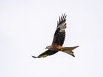 Red Kite