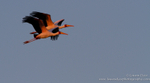 Yellow Billed Stork due at sunset