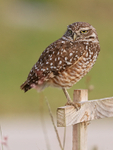 Burrowing Owl looks out from post, Cape Coral, Florida