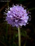 Devil's-bit Scabious (02)