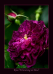 Rosa 'Erinnerung an Brod' 2