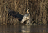 Bittern crash landing on ice at Otmoor