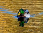 Mallard