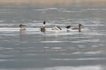 Red-breasted Merganser portfolio