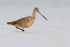 Marbled Godwit wading in lagoon, Fort De Soto Park, Florida