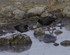 Black Crake