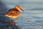 Little Stint at sunset, Farmoor Reservoir