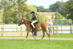 S62 - Foreign Breeds Ridden portfolio