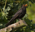 Blackbird (male) singing while perched on a branch