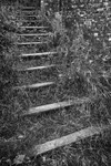 Grassy Steps