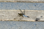 Black-tailed Skimmer