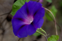 Floral 161