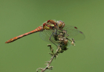 Common Red Darter