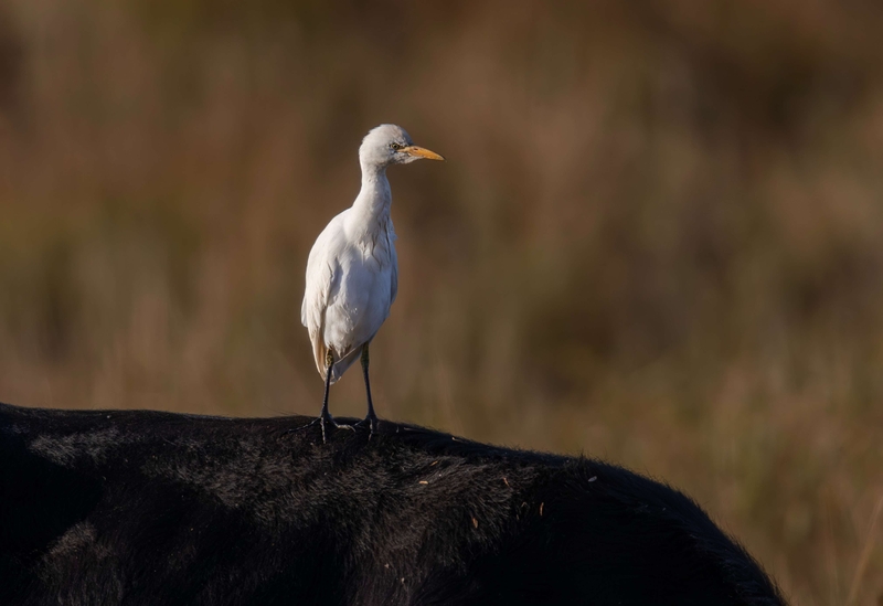 Cattle Egret - St Aidan's RSPB reserve - Leeds