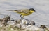 Black Headed Wagtail