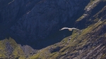 Seagull_0572