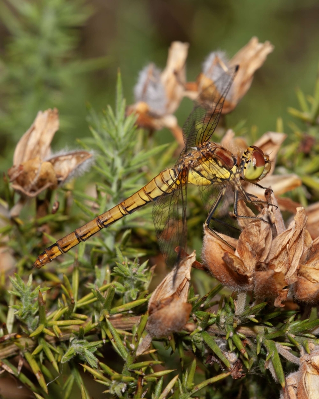 Male Common Darter - Dee Estuary