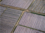 A00658A Farming in Fife by Wemyss wood