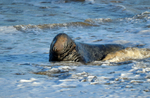 Atlantic Grey Seal
