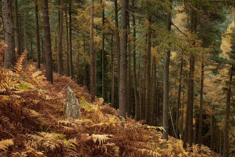 Forest Stump