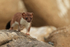 Close approach of a Stoat, Duck Island, Alaska