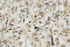 Massed ranks of Snow Geese, Bosque del Apache, New Mexico