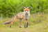 Fox in Meadow 1