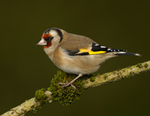 GOLDFINCH REF GOLD 4