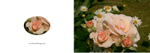 033 Pink Roses