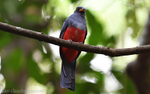 Black-tailed Trogon (female)