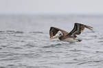 Peruvian Pelican flying near Chanaral Island, Chile