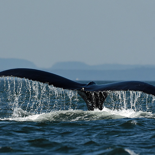 Humpback Whale Megaptera novaeangliae