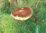 Bay Bolete