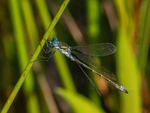 Emerald Damselfly