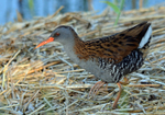 Water Rail