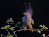 Male Cuckoo