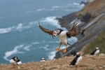 Atlantic Puffin
