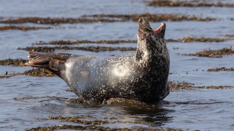 Common Seal - Kildonan - Isle of Arran - Scotland