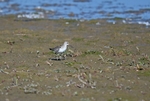 Curlew Sandpiper
