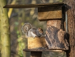 Grey Squirrel