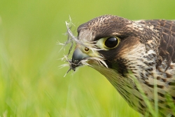 Peregrine Plucking Prey