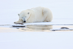 Sleepy Polar Bear on ice, Churchill, Canada