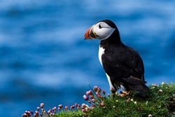 Puffin Portrait