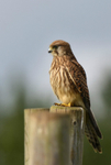 Kestrel