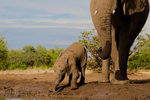 Elephant Baby 34