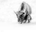 Bison-8