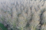 Poplar trees growing in the Nar Valley